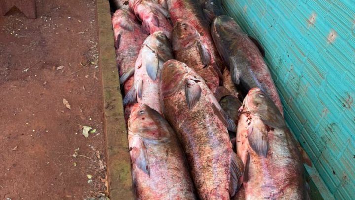 Vídeos: agricultor encontra 6 toneladas de peixes ao esvaziar barragem no RS