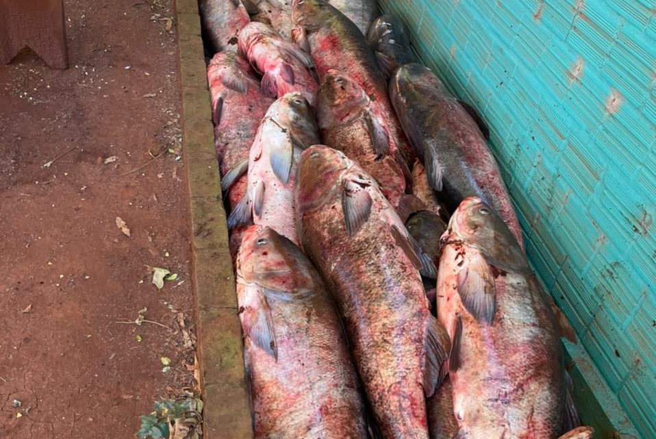 Vídeos: agricultor encontra 6 toneladas de peixes ao esvaziar barragem no RS