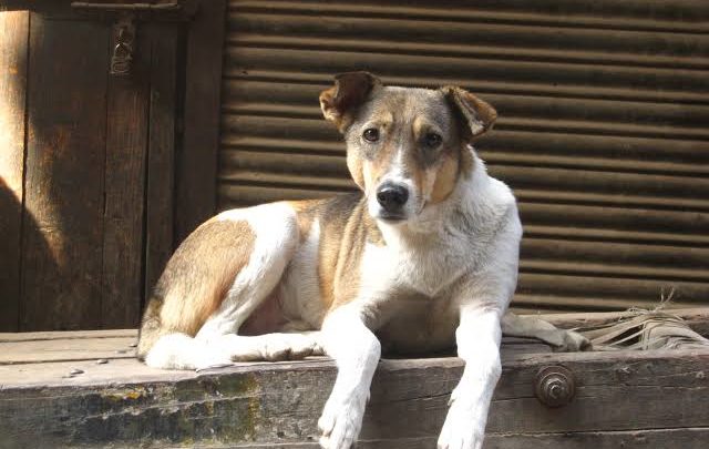 Chapecó lança edital para hospedagem e cuidado de cães abandonados