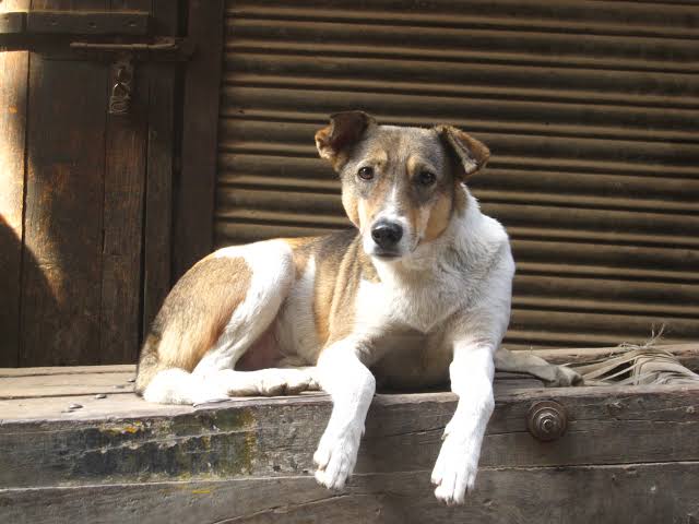 Chapecó lança edital para hospedagem e cuidado de cães abandonados