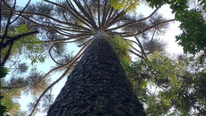 Ecoparque receberá plantio de árvores nativas