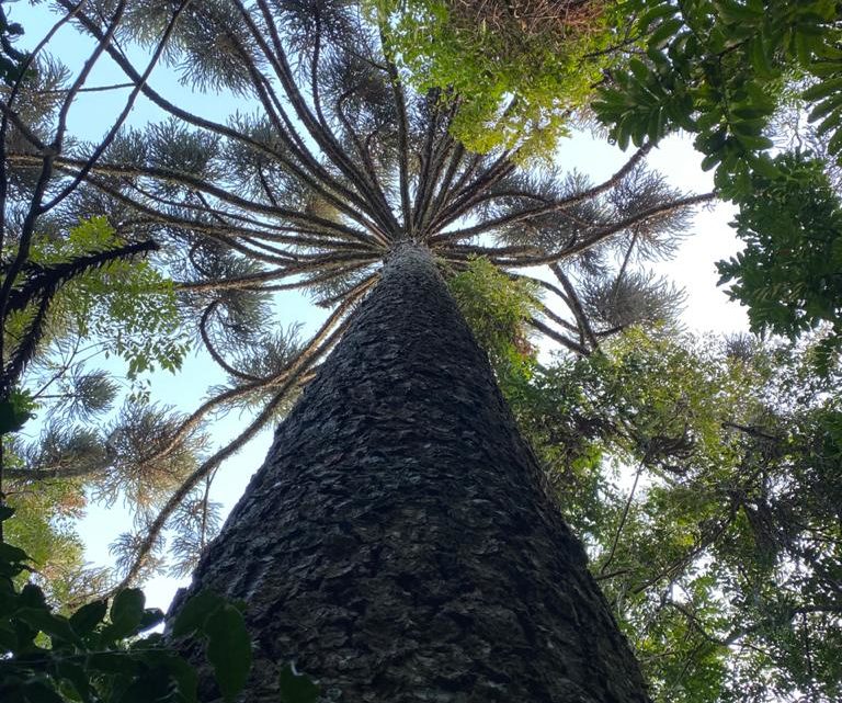 Ecoparque receberá plantio de árvores nativas