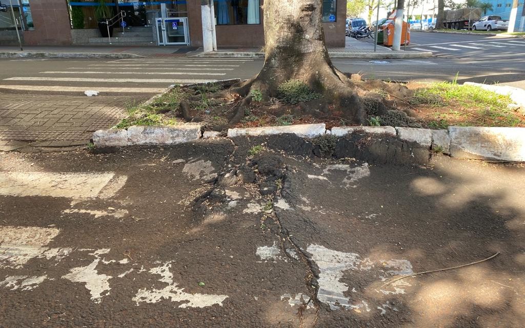 Árvores paineiras serão retiradas da rua Porto Alegre