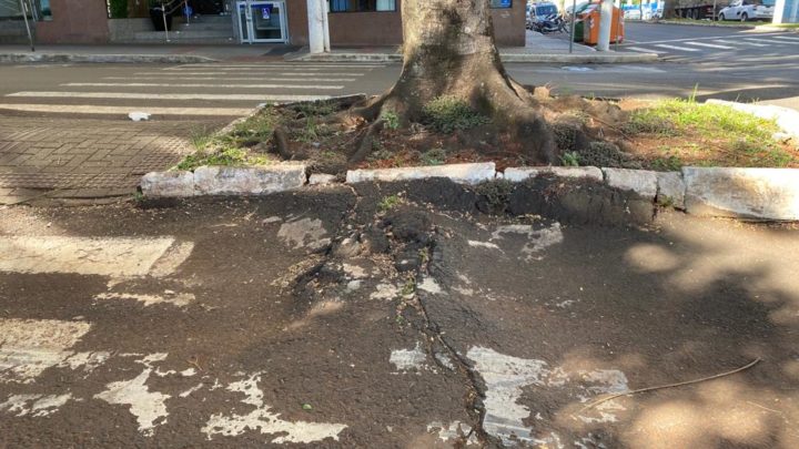 Árvores paineiras serão retiradas da rua Porto Alegre