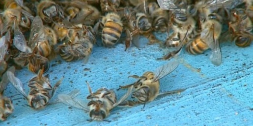 Servidor público é atacado por enxame de abelhas no interior