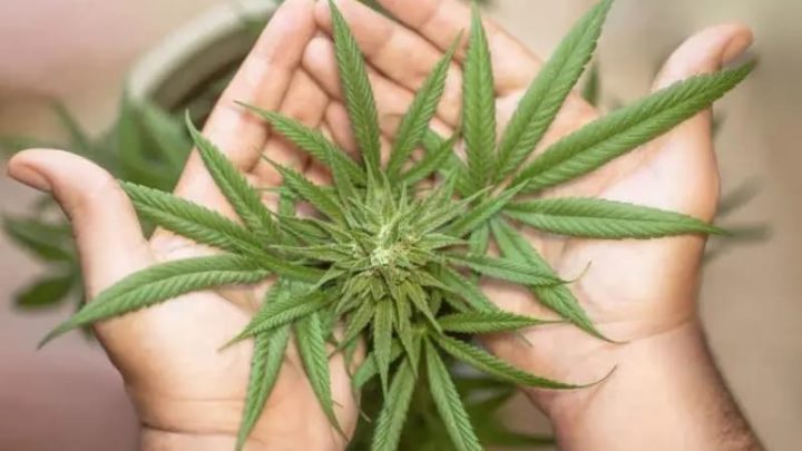 Jovem de SC consegue autorização na Justiça para plantar maconha