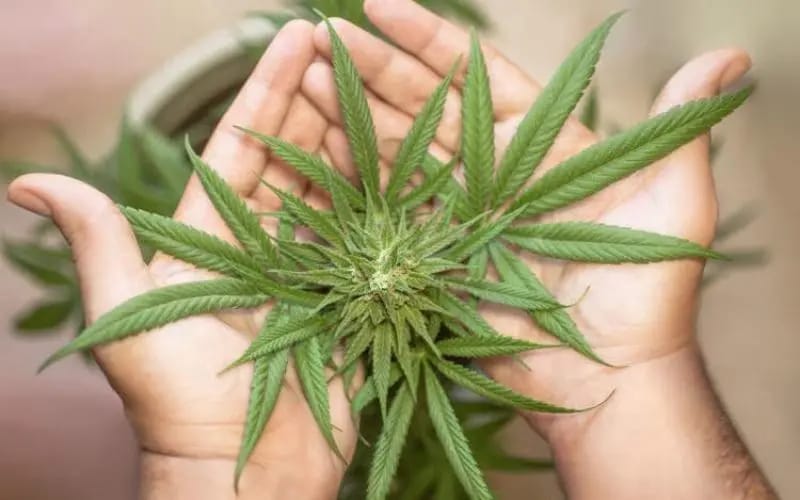 Jovem de SC consegue autorização na Justiça para plantar maconha