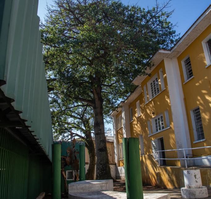 Árvores que ameaçam prédio histórico de Chapecó serão retiradas