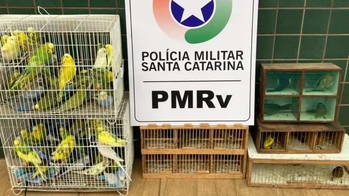 Pássaros silvestres são apreendidos na SC 480 em São Domingos