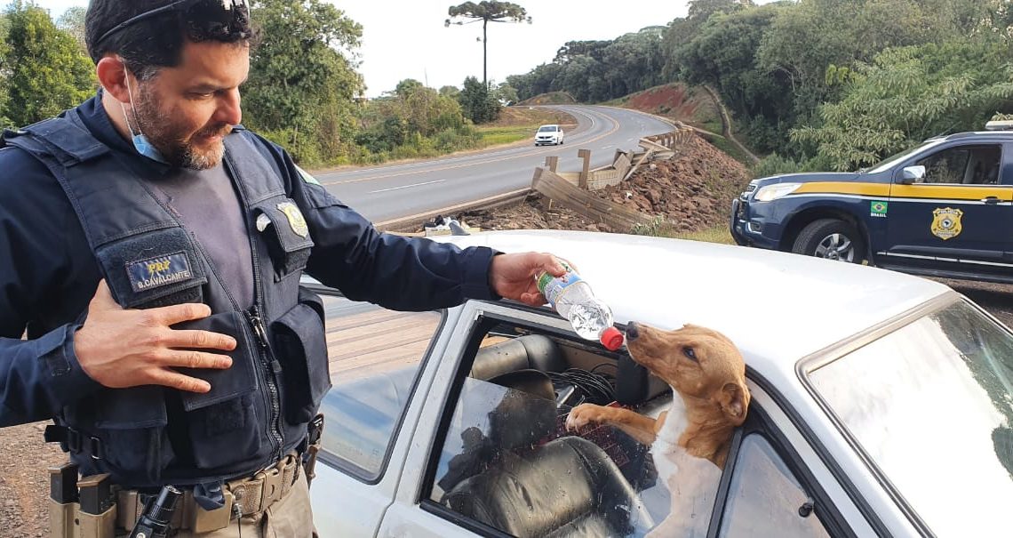 Vídeos: cães deixados em veículo acidentado recebem água e comida na BR 282 em Faxinal dos Guedes