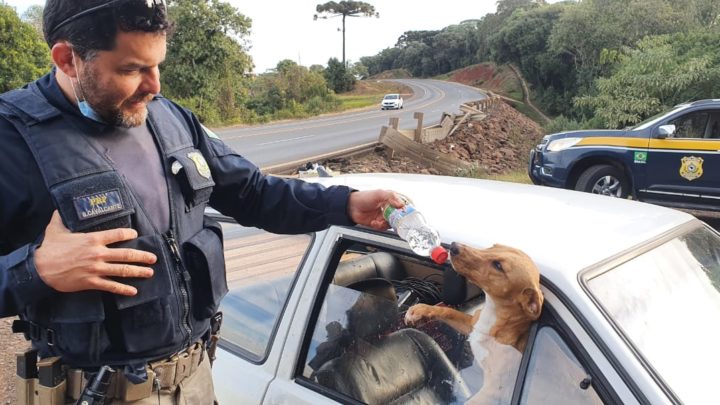 Vídeos: cães deixados em veículo acidentado recebem água e comida na BR 282 em Faxinal dos Guedes