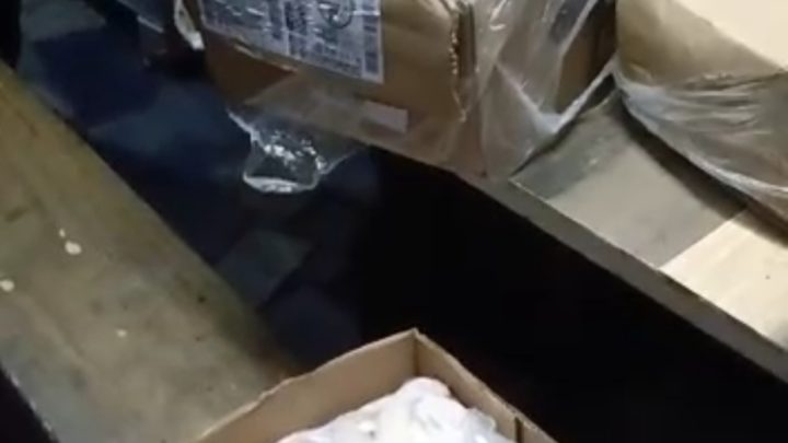 Vídeo: carga saqueada de caminhão em SC frustra ladrões: “Só bexiga e estômago de porco”