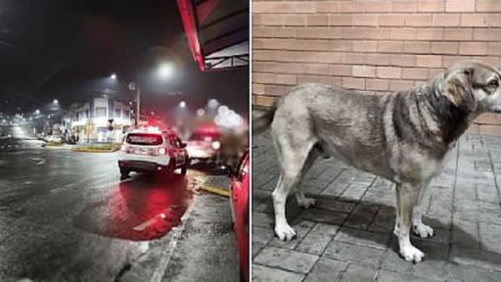 Vídeo: policial rodoviário e cão de rua detêm criminoso em SC