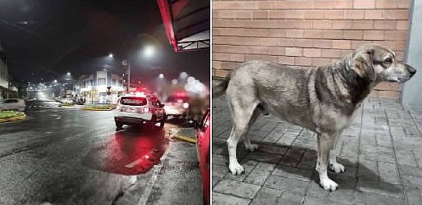 Vídeo: policial rodoviário e cão de rua detêm criminoso em SC