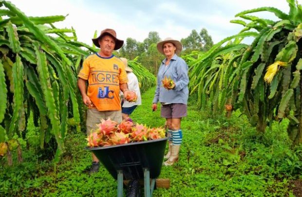 Santa Catarina vira polo de produção sustentável de pitaia