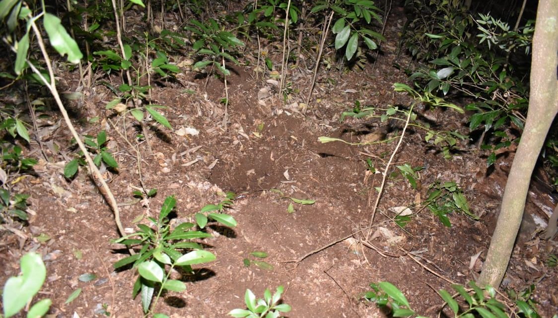 Feto é encontrado enterrado em matagal no interior de SC