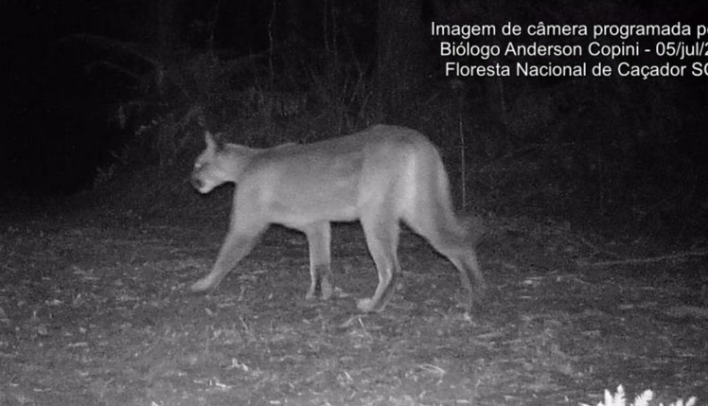 Vídeo: biólogo registra leões-baios em cidade do Meio-Oeste