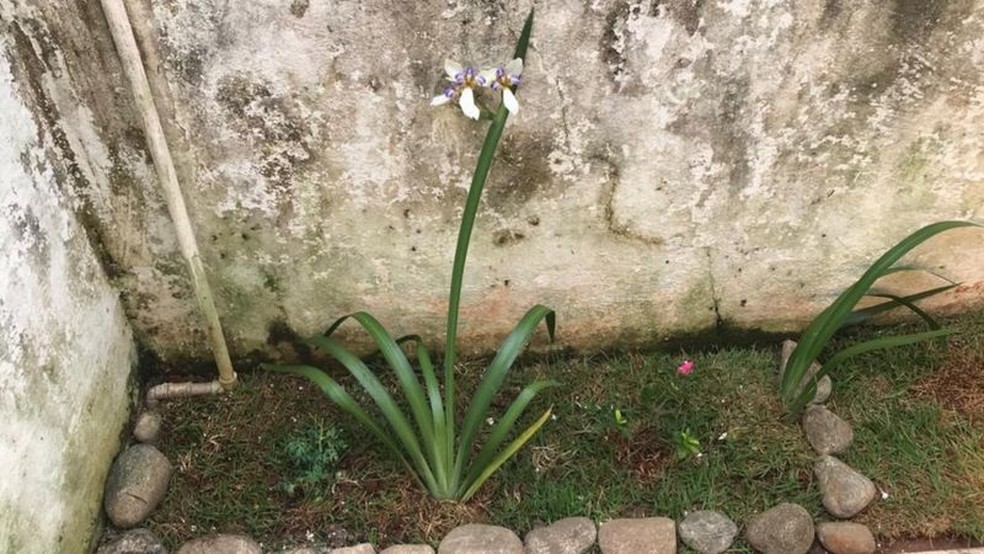 Família aluga casa e acha proprietária desaparecida enterrada no jardim