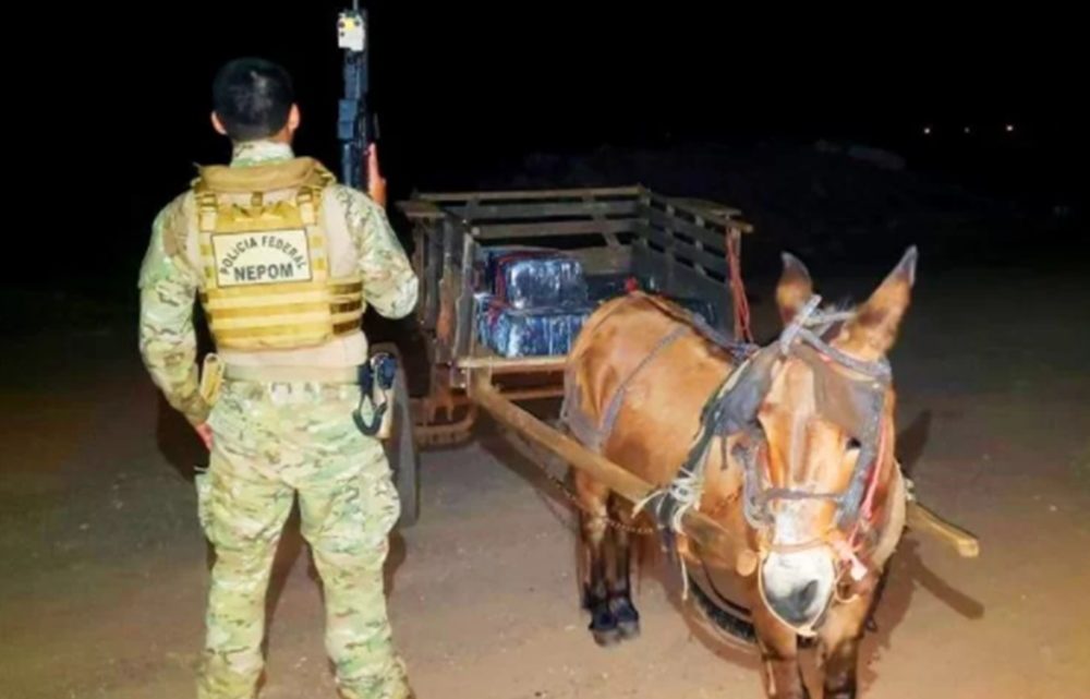 Burro é flagrado com carroça carregada de maconha