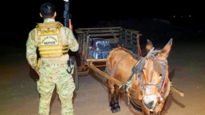 Burro é flagrado com carroça carregada de maconha