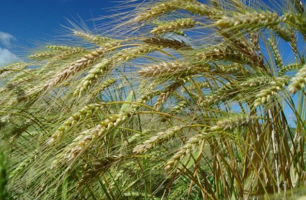 Safra de trigo em SC deve atingir 290 mil toneladas na próxima colheita