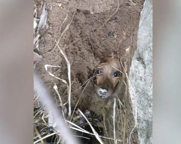 Cachorrinha é encontrada viva após ficar dois dias enterrada em SC