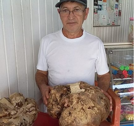 Padeiro colhe batata-doce gigante com 11,6 kg em SC