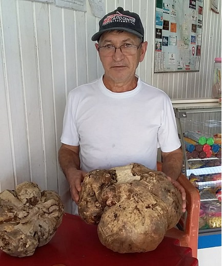 Padeiro colhe batata-doce gigante com 11,6 kg em SC