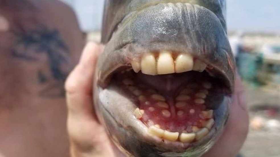 Peixe com ‘dentes humanos’ é capturado em pescaria