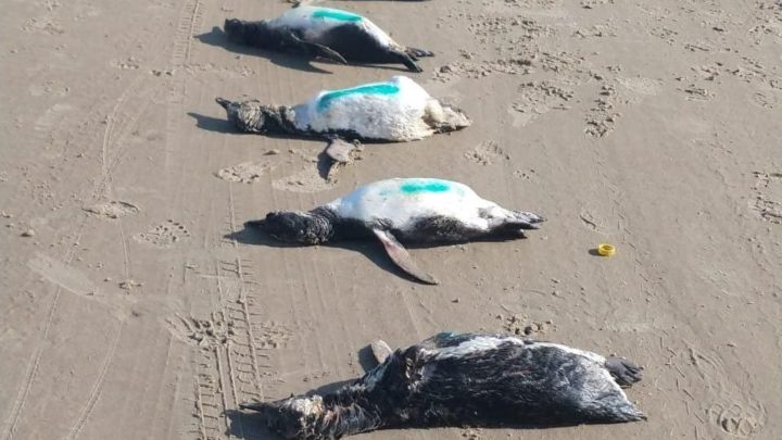 Vídeo: projeto encontra 59 pinguins mortos em praias do Sul de SC