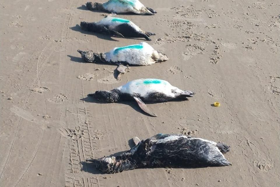 Vídeo: projeto encontra 59 pinguins mortos em praias do Sul de SC