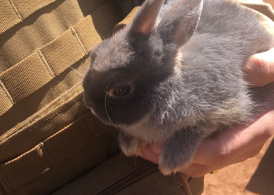 Homem é detido após furtar coelhinho de estimação de uma criança de cinco anos em Seara