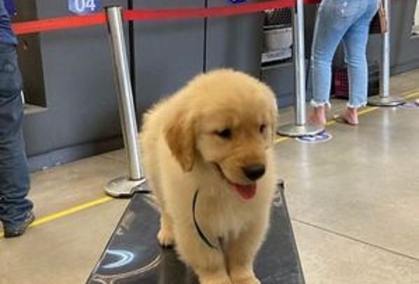 Cachorro morre após voo e dona culpa companhia aérea