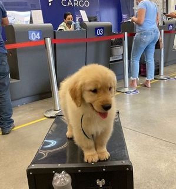 Cachorro morre após voo e dona culpa companhia aérea