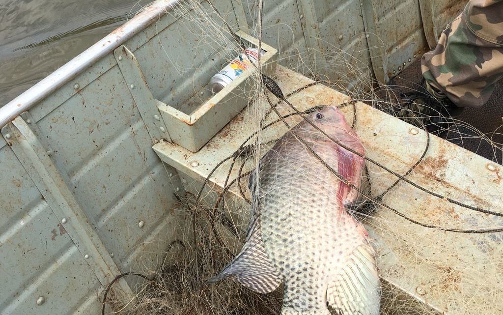 Polícia Militar Ambiental prende homem por pesca irregular em Guatambu