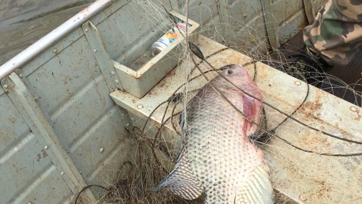 Polícia Militar Ambiental prende homem por pesca irregular em Guatambu