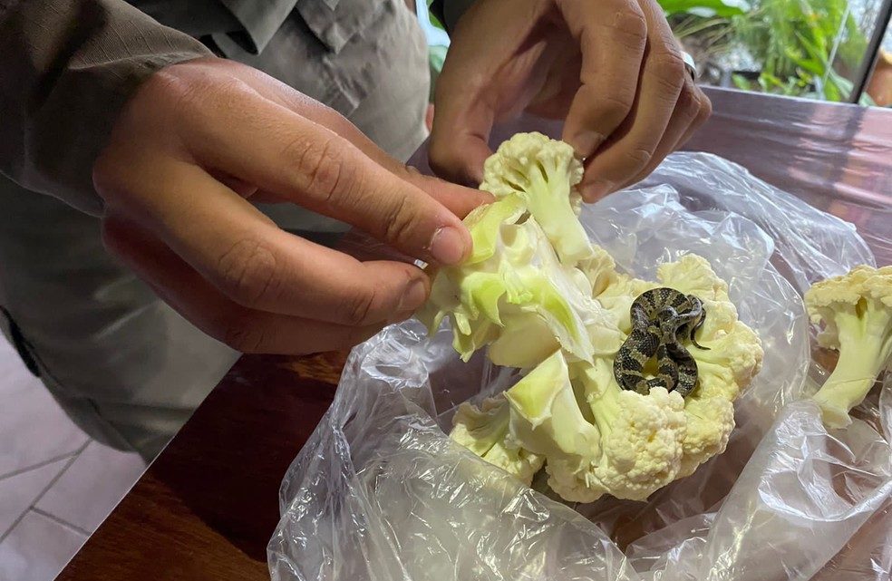 Moradora encontra cobra dentro de couve-flor enquanto cortava legume em SC
