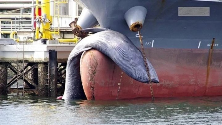 Navio-petroleiro atraca em porto com baleia morta presa à proa