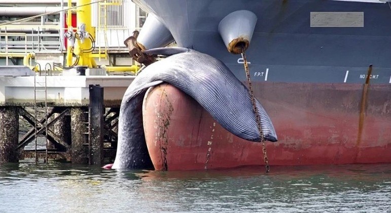 Navio-petroleiro atraca em porto com baleia morta presa à proa