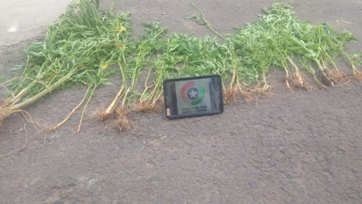 Plantação de maconha é localizada em Itapiranga