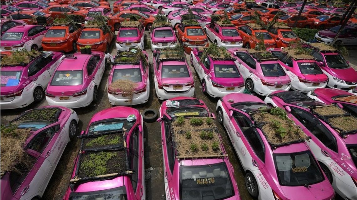Táxis viram hortas após queda na demanda durante pandemia