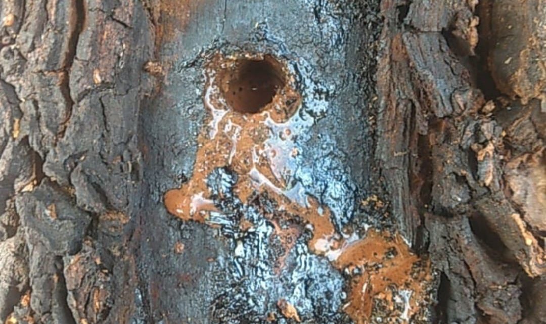 PMA flagra desmatamento de embuias em Faxinal dos Guedes PMA flagra desmatamento de embuias em Faxinal dos Guedes