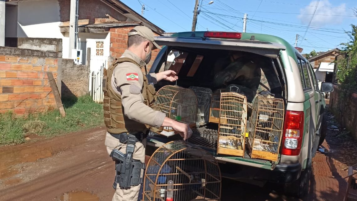 Após operação PMA apreende aves nativas silvestres em SC