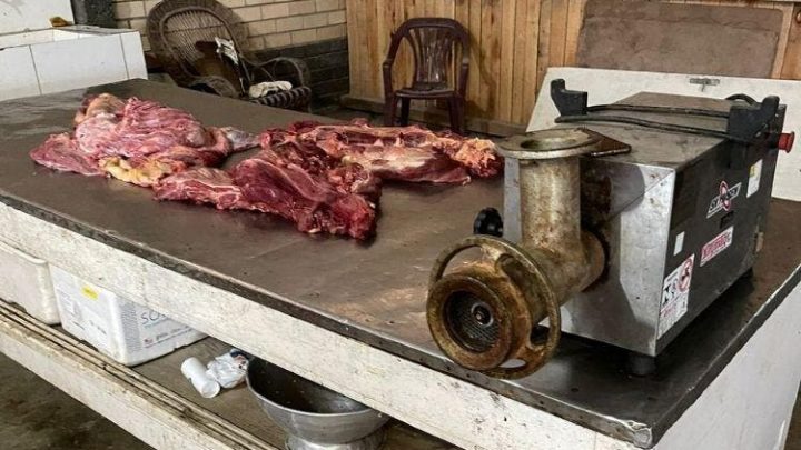 Operação investiga venda de carne de cavalo para consumo humano em SC