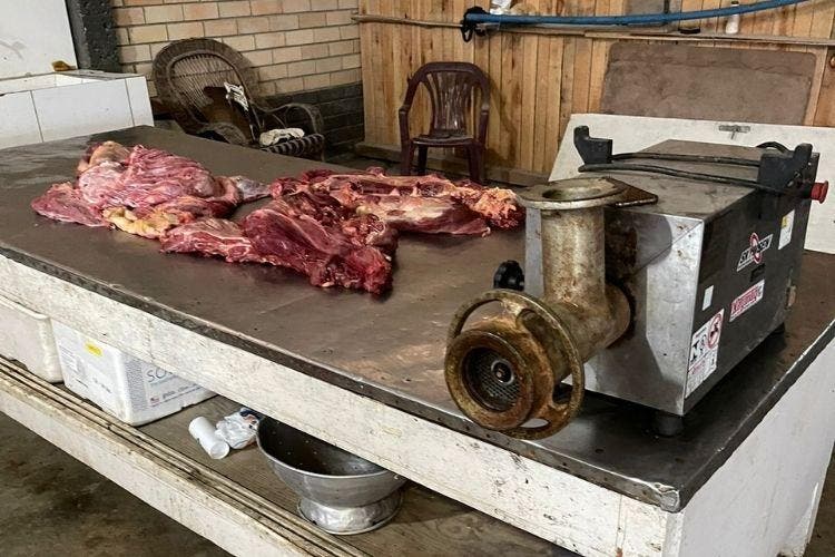 Operação investiga venda de carne de cavalo para consumo humano em SC