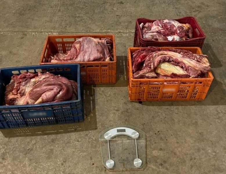 Carnes de cavalo e de mula: Polícia Civil catarinense investiga