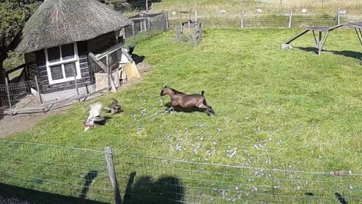 Vídeo: Galo e bode salvam galinha de ataque de falcão