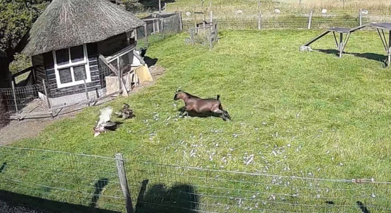 Vídeo: Galo e bode salvam galinha de ataque de falcão