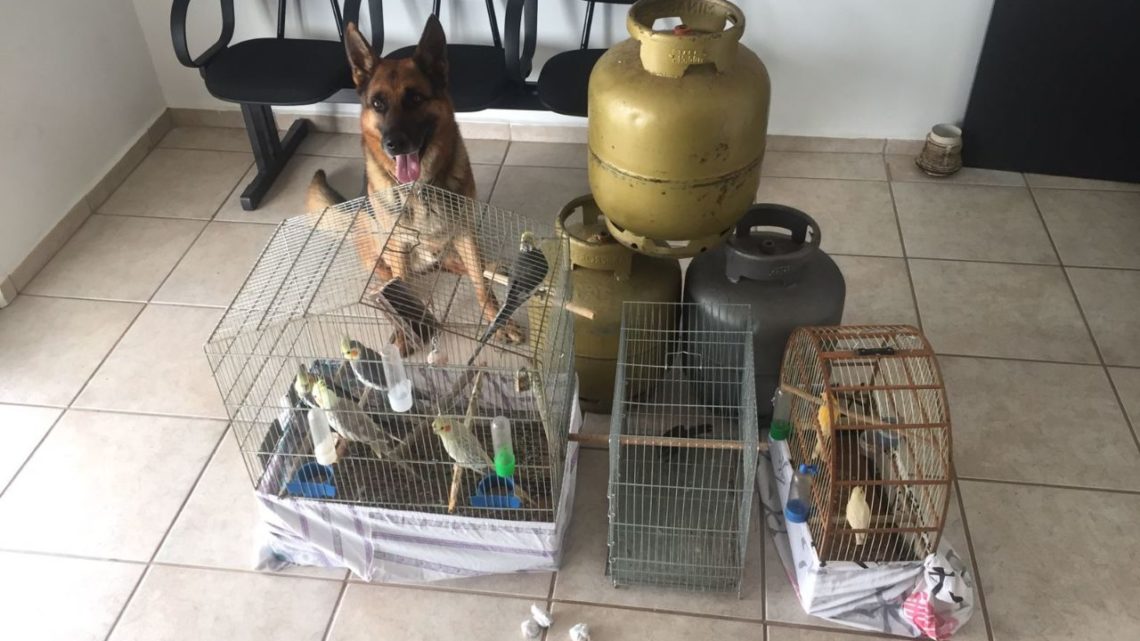 Homem é preso por furto de pássaros, gaiolas, botijões de gás em Coronel Freitas