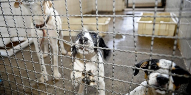 Bolsonaro sanciona lei que proíbe eutanásia de cães e gatos de rua